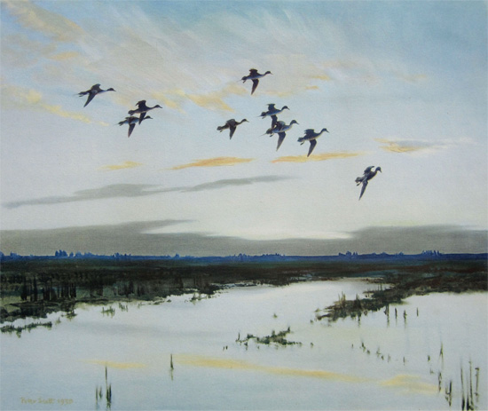 Sir Peter Markham Scott: Pintails Dropping in with a Rush